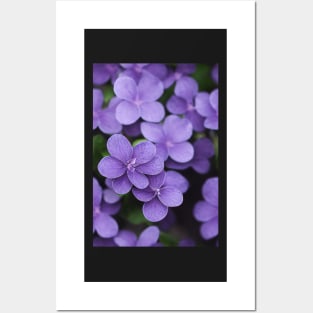 Beautiful Violet Flowers, for all those who love nature #131 Posters and Art